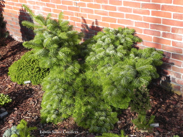 Abies cilicica 'Spring Grove 110'